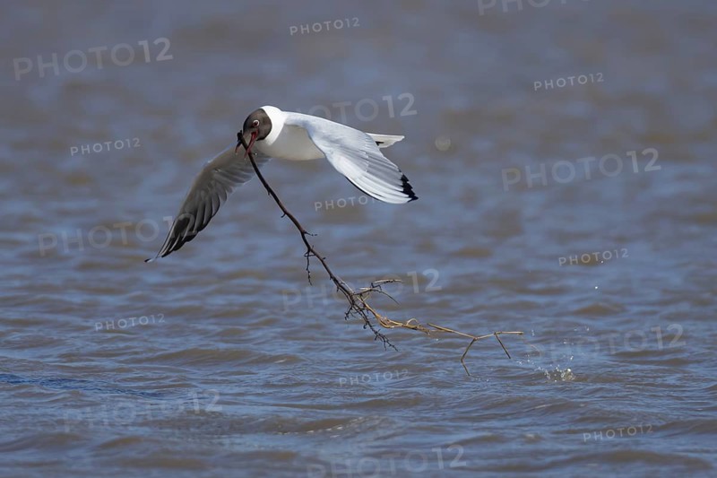 Black headed gull (Chroicocephalus ridibundus) adult seagull bird carrying nesting material in its beak over a lagoon in spring, RSPB Titchwell nature reserve, Norfolk, England, United Kingdom