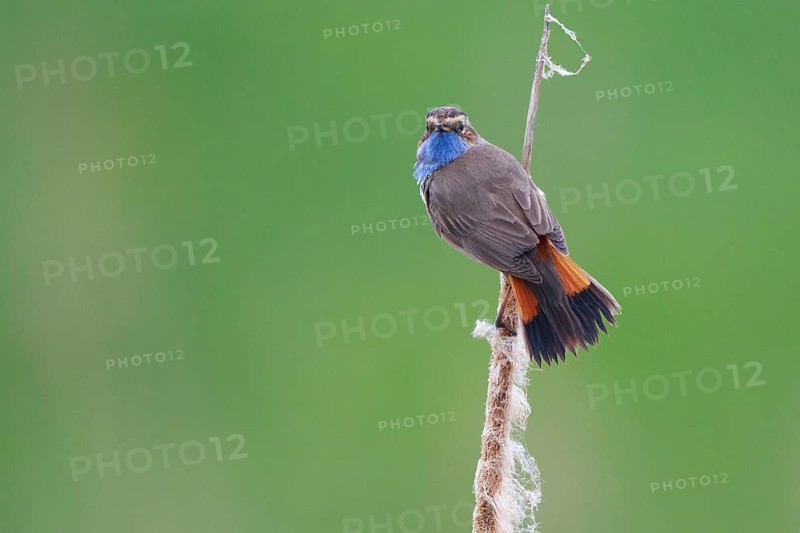 Bluethroat (Luscinia svecica cyanecula) male perched on cattail, Netherlands