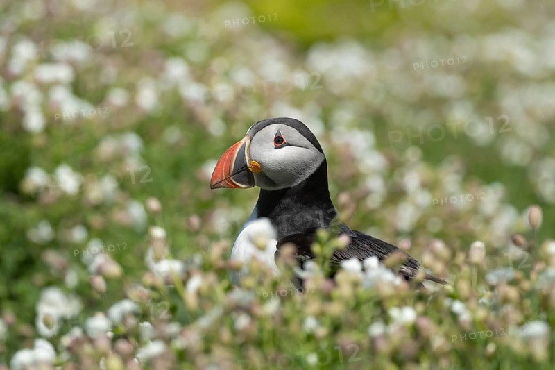 Atlantic puffin (Fratercula arctica) adult auk seabird bird amongst flowering Sea campion (Silene maritima) flowers in summer, Skomer island, Pembrokeshire, Wales, United Kingdom