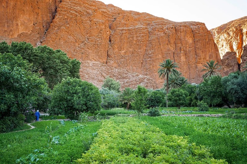 Oasis, Todra Gorge, Tinghir, Drâa-Tafilalet Region, Atlas Mountains, Morocco
