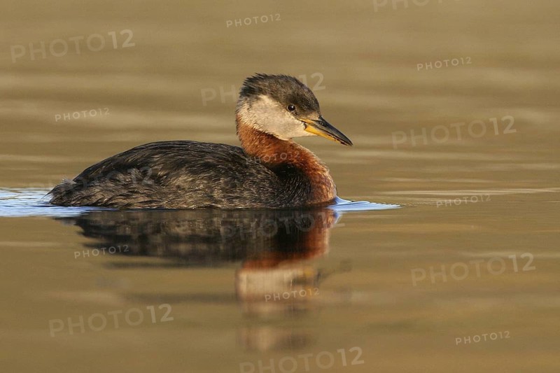 Red-necked Grebe (Podiceps grisegena), Alaska, USA