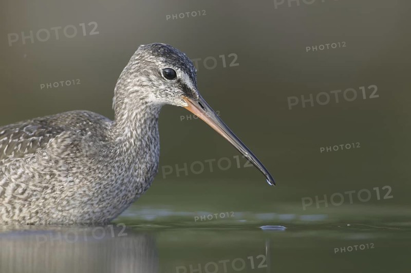 Spotted Redshank (Tringa erythropus), Thuringia, Germany