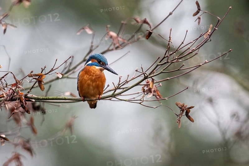 Kingfisher (Alcedo atthis), Emsland, Lower Saxony, Germany