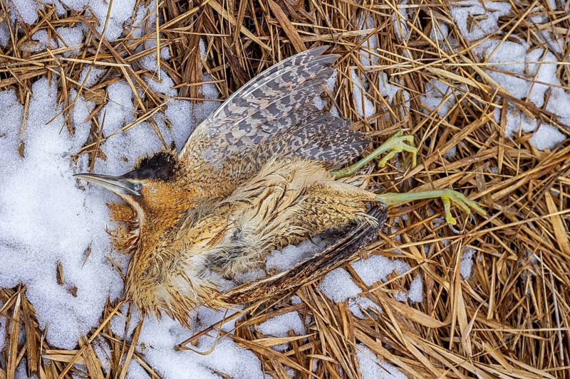 Perished Eurasian bittern, great bittern (Botaurus stellaris) dead corpse lying in the snow in reed bed, reedbed along lake shore in winter