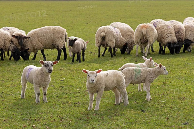 Sheep, lambs, sheep pasture, public footpath, Moreton-in-Marsh, Cotswolds, England, Great Britain