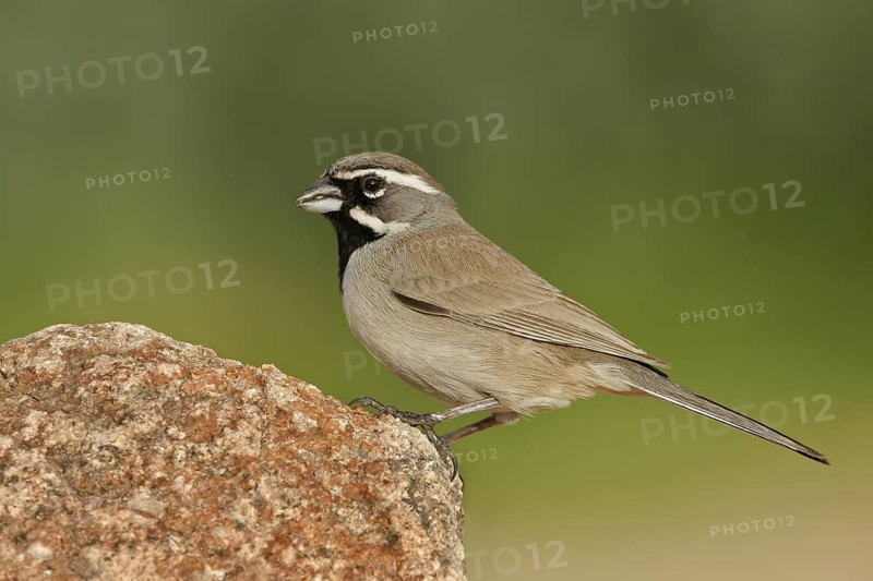 Black-throated Sparrow (Amphispiza bilineata), Arizona, USA