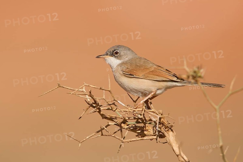 Spectacled Warbler (Sylvia conspicillata) male, Morocco