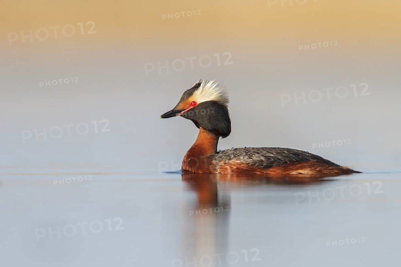 Horned Grebe (Podiceps auritus) in a pond in the tundra near Churchill, Manitoba, Canada