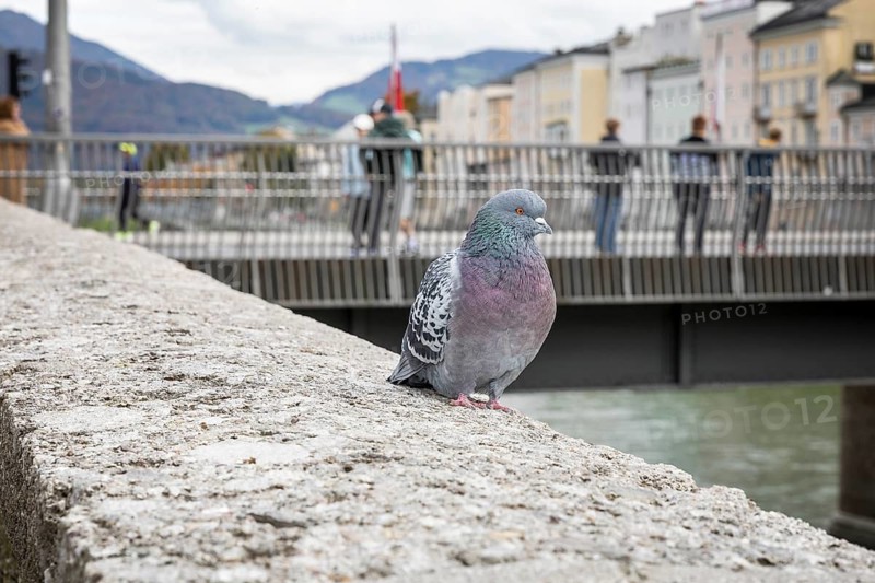 Pigeon (Columbidae) in the historic city centre of Salzburg, Austria