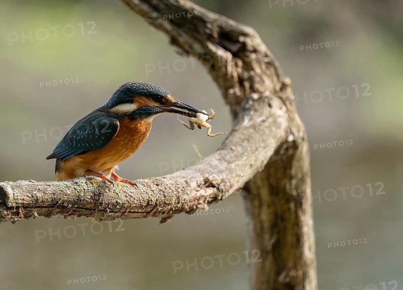 Kingfisher (Alcedo atthis) sitting on a branch, perch, with captured prey frog (Rana) in its beak, Lower Saxony, Germany
