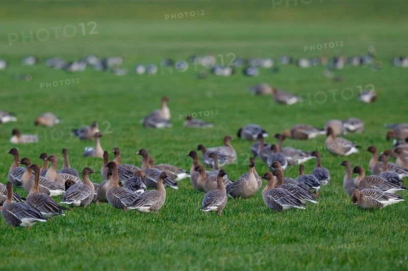 Pink-footed Goose (Anser brachyrhynchus) group resting, Netherlands