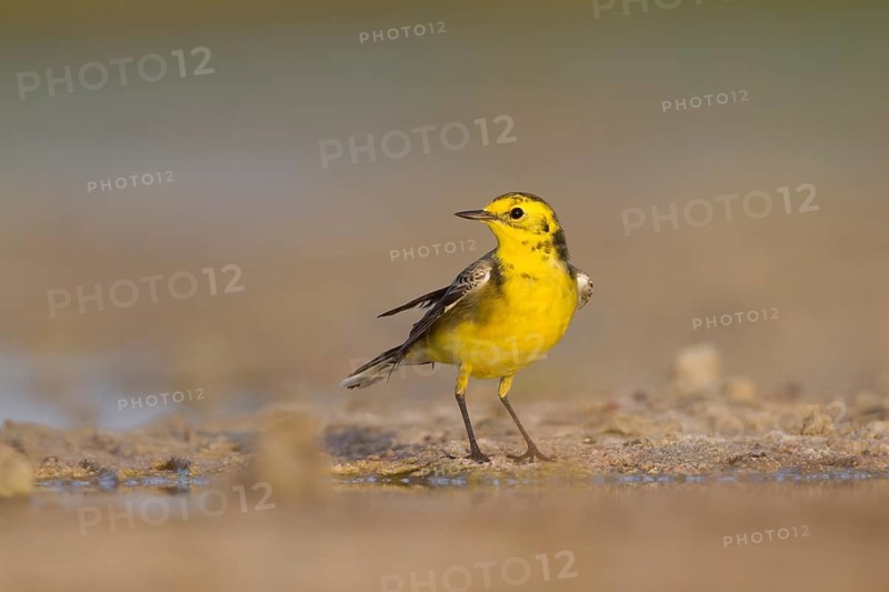 Citrine Wagtail - Zitronenstelze - Motacilla citreola, Oman