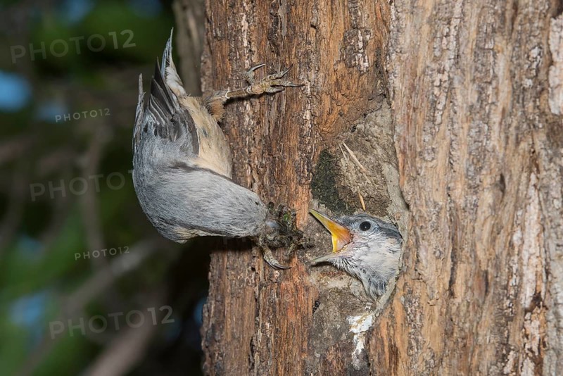 Eurasian Nuthatch (Sitta europaea) feeding young in nest cavity, Aosta Valley, Italy