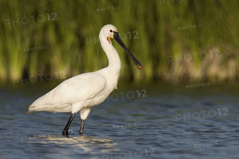 Eurasian Spoonbill (Platalea leucorodia), Andalusia, Spain