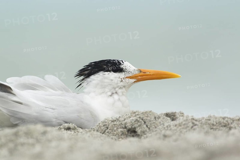 Royal Tern (Thalasseus maximus), Florida, USA