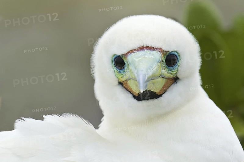 Red-footed Booby (Sula sula), Hawaii, USA