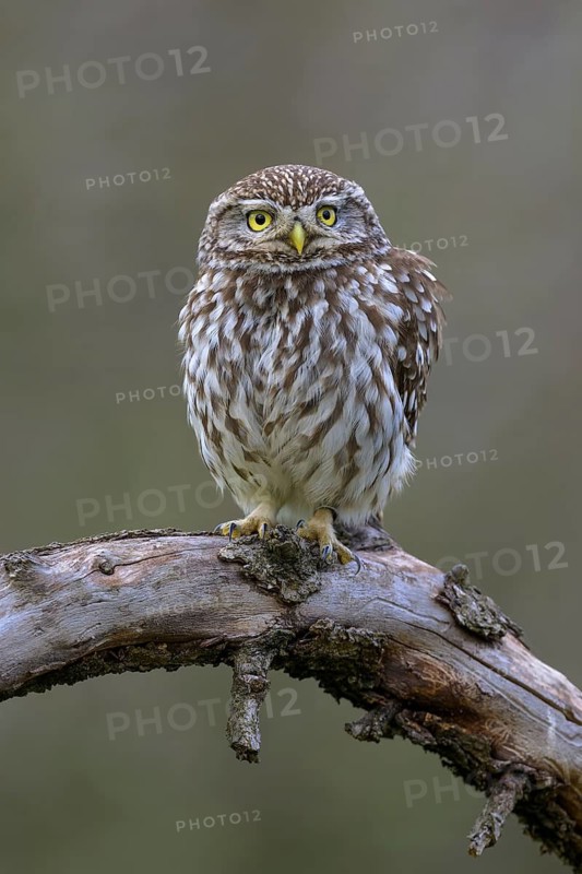 Little Owl (Athene noctua), on dead apple tree branch, biosphere area, Swabian Alb, Baden-Württemberg, Germany