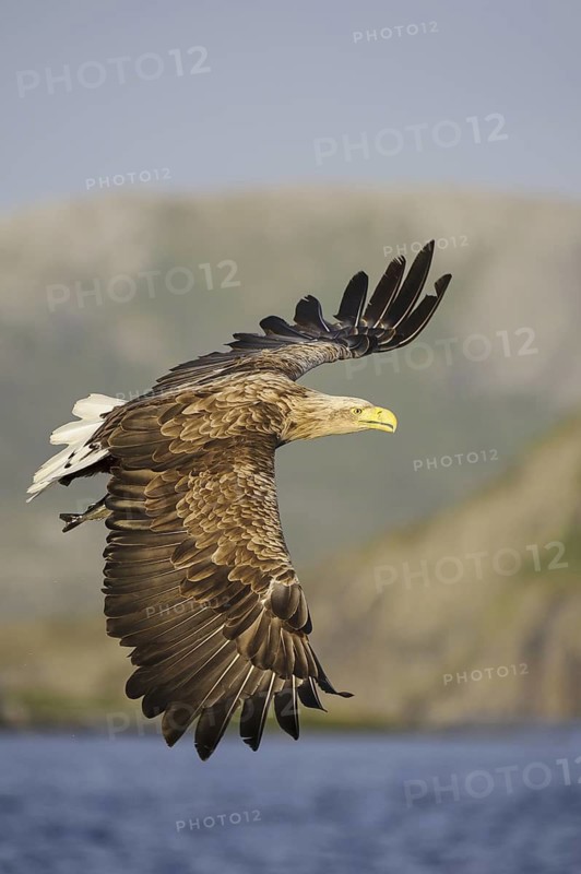 White-tailed Eagle (Haliaeetus albicilla) flying, Nord-Trondelag, Norway