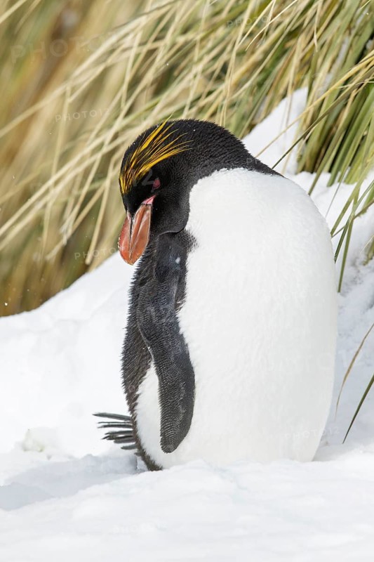 Macaroni Penguin (Eudyptes chrysolophus) perched on tussock grass and snow on South Georgia Island
