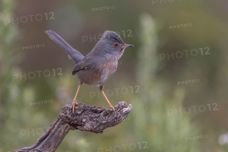 Provence warbler (Sylvia undata), male, province of Valencia, Spain