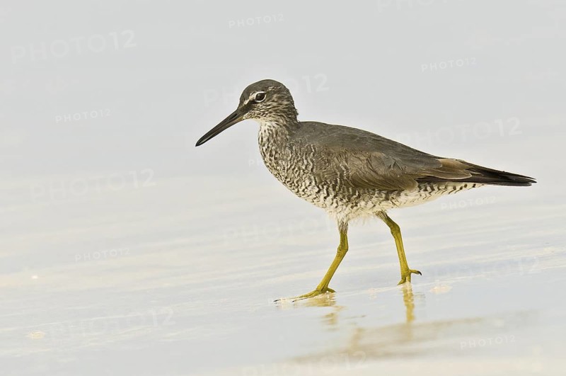 Wandering Tattler (Tringa incana)Hawaii, USA