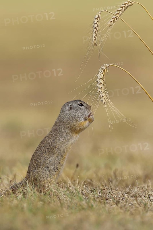 European ground squirrel (Spermophilus citellus) eating barley ear, Lake Neusiedl National Park, Burgenland, Austria