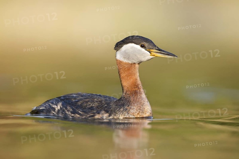 Red-necked Grebe (Podiceps grisegena) female, British Columbia, Canada