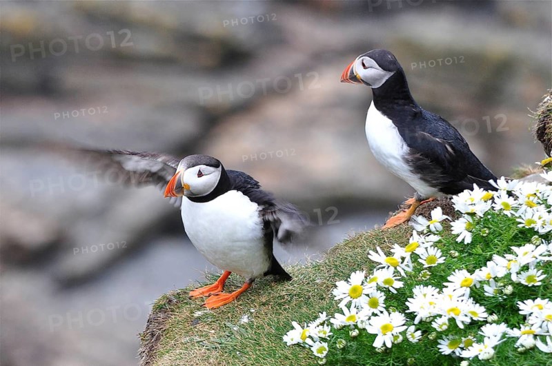 Puffin (Fratercula arctica)