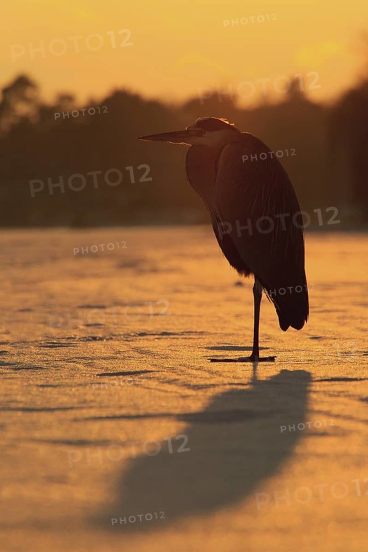 Grey Heron (Ardea cinerea), Berlin, Germany
