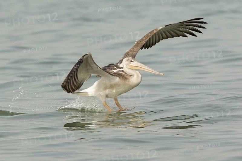Pink-backed Pelican (Pelecanus rufescens) juvenile landing, Gambia