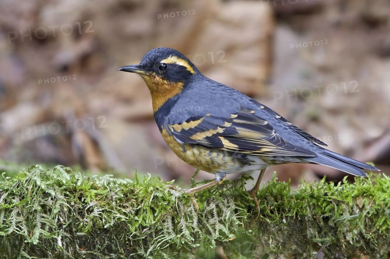 Varied Thrush (Ixoreus naevius), British Columbia, Canada