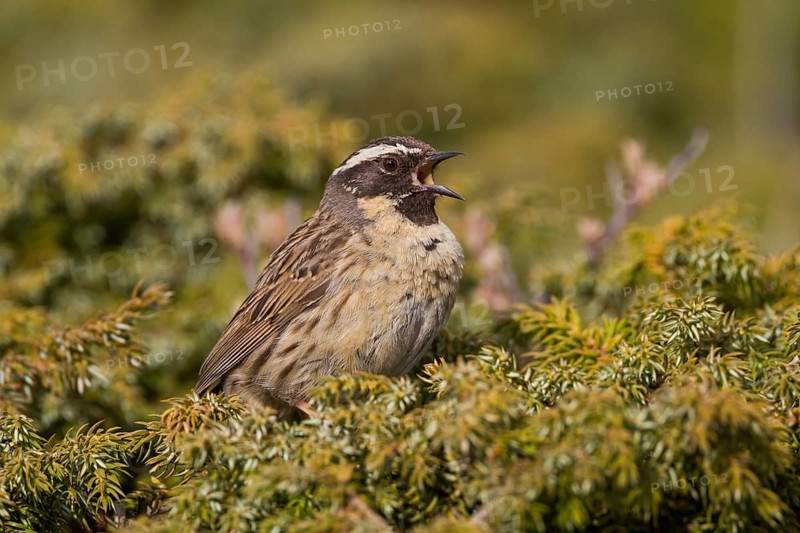 Black-throated Accentor - Schwarzkehlbraunelle - Prunella atrogularis ssp. huttoni, Kazakhstan, adult