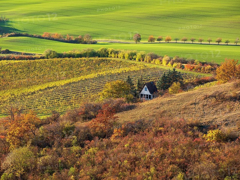 View over colourful vineyards with vineyard cottages in the Unstrut valley in autumn, Saale-Unstrut wine-growing region, near Freyburg (Unstrut), Saxony-Anhalt, Germany