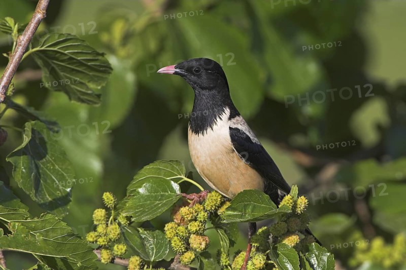 Rosy Starling (Pastor roseus), Greece