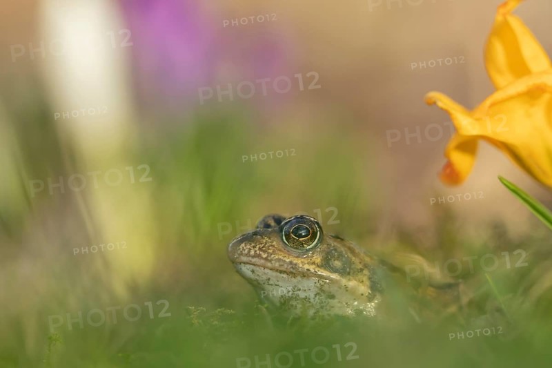 Common frog (Rana temporaria) adult amphibian amongst garden crocus flowers in spring, Suffolk, England, United Kingdom