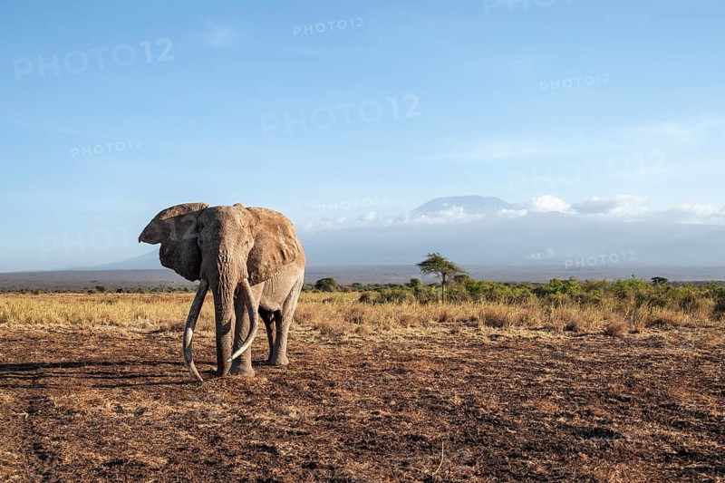 African elephant (Loxodonta africana) in picturesque landscape with the summit of Mount Kilimanjaro, the famous Super Tusker elephant Craig, old male with long tusks, in the evening light, Kajiado County, Kenya