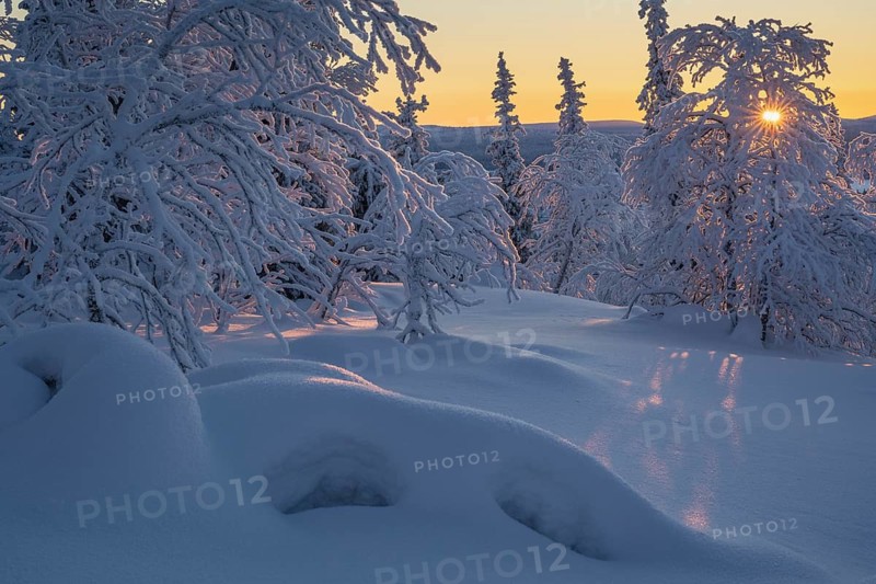 Snowy spruces and birches against light, Norrbotten, Lapland, Sweden, February 2024