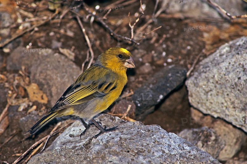 Nihoa Finch, Telespiza ultima, Hawaii, Nihoa, Hawaiian Honeycreeper, Endangered species