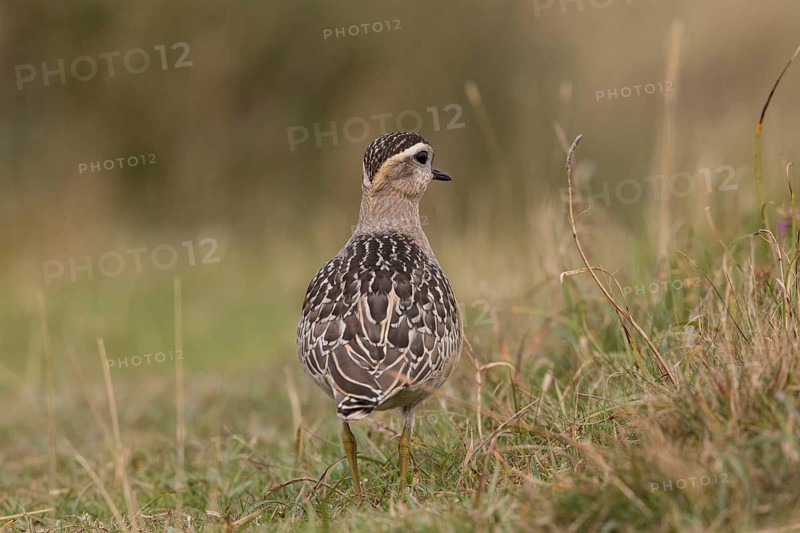 Eurasian Dotterel (Charadrius morinellus), Wales, United Kingdom