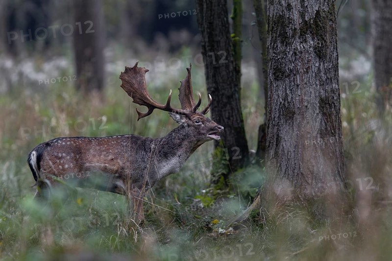 This fallow deer (Dama dama) has been taking part in the rut for weeks and its strength is slowly dwindling, rut, mating season, deer rut, autumn, October, Germany