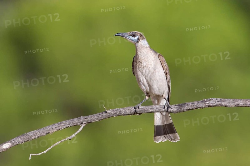 Little Friarbird (Philemon citreogularis) perched on a branch, Queensland, Australia