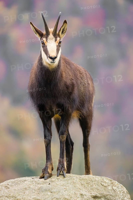 An adult Chamois (Rupicapra rupicapra) stands on a rock. A forest in fall foliage is in the background