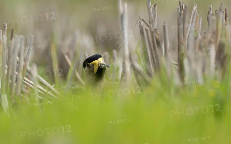 A yellow-wattled lapwing (Vanellus malabaricus), Sreepur, Gazipur, bangladesh