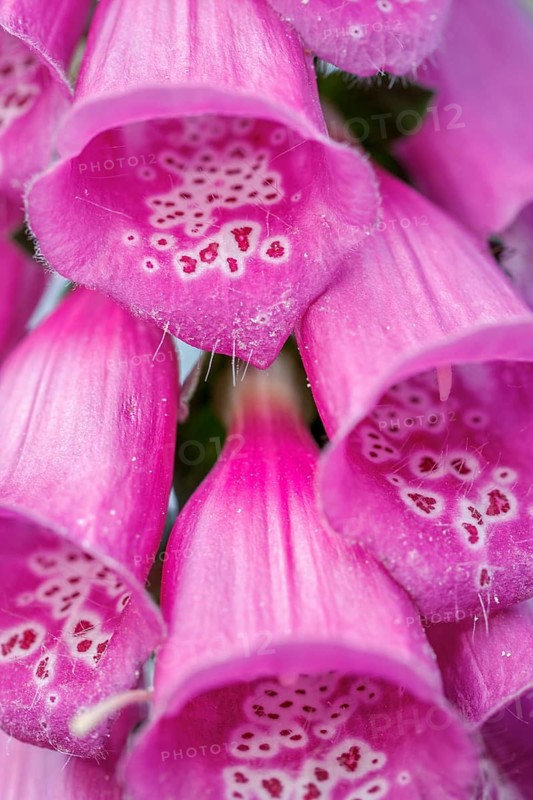 Foxglove (Digitalis purpurea), flowers on forest, Galicia, Spain