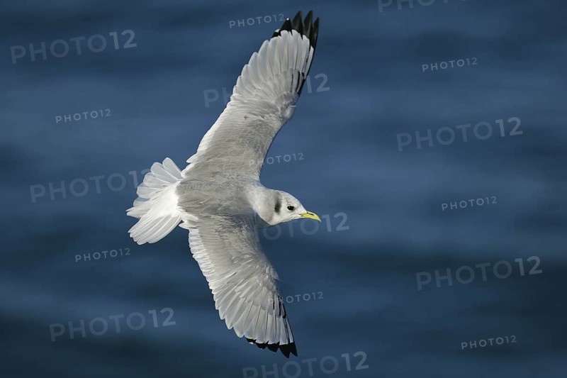 Black-legged Kittiwake (Rissa tridactyla) flying, offshore, Germany