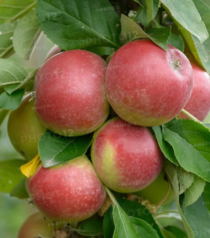 Columnar apple (Malus domestica CAMPANILO® QUATTRO),  Germany