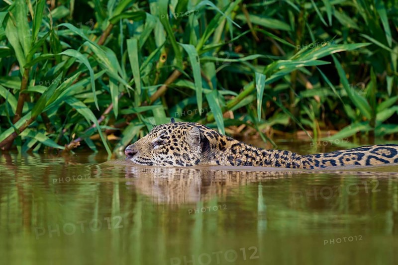 Jaguar calmly dives into a tropical river near plants, Jaguar (Panthera onca), Pantanal, Mato Grosso, Brazil