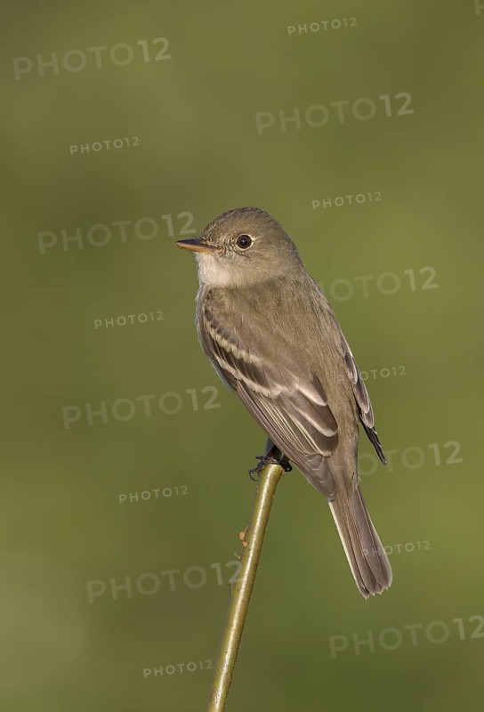 Alder Flycatcher (Empidonax alnorum), Alaska, USA