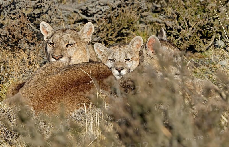 Cougar (Cougar concolor) female with young, Torres del Paine National Park, Chile, South America