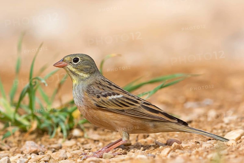 Ortolan, Emberiza hortulana, Israel